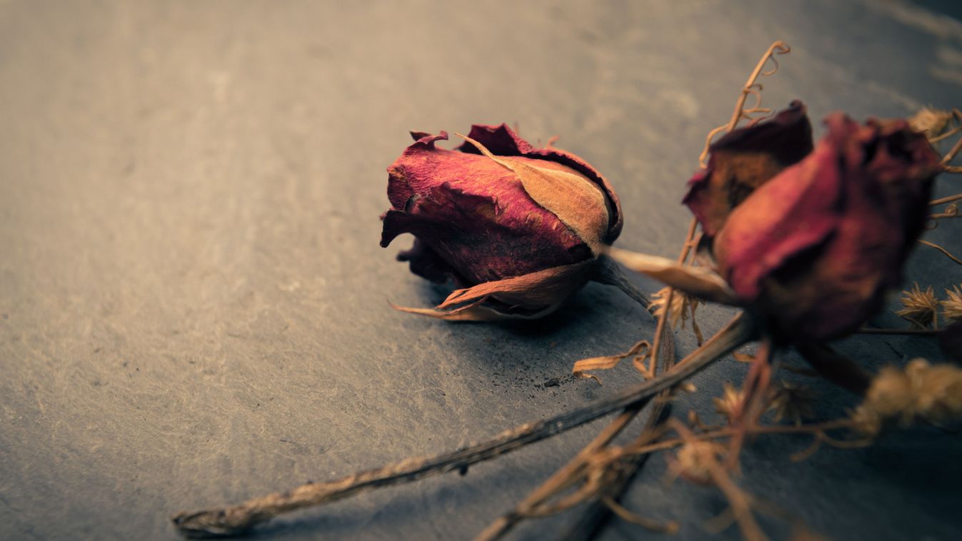 szerelem, rózsa, fájdalom, párkapcsolat