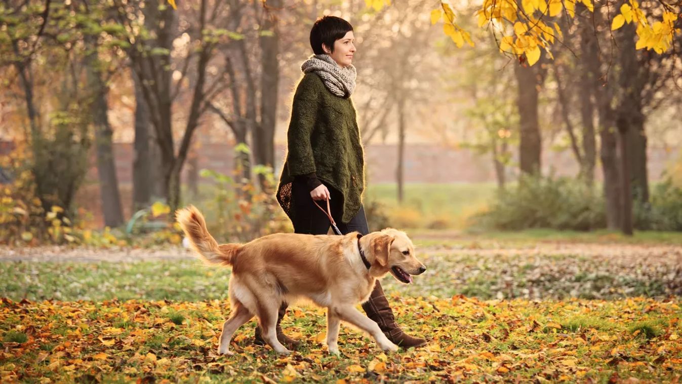 A,Girl,And,Her,Dog,(labrador,Retriever),Walking,In,A