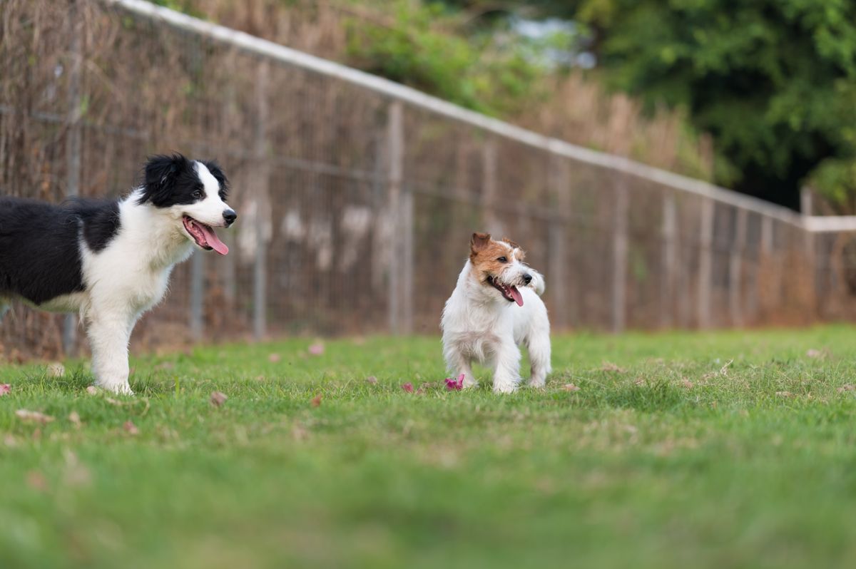 Border,Collie,And,Jack,Russell,Terrier,Playing,In,The,Grass