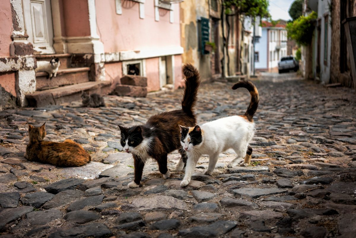 macskák, utca, kóbor állatok
