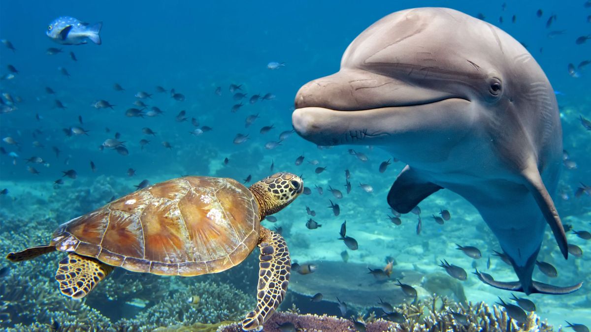 Dolphin,And,Turtle,Underwater,On,Reef,Background,Looking,At,You