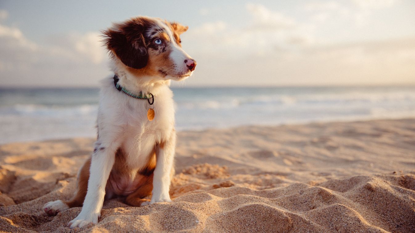 kutya, tengerpart, négylábú