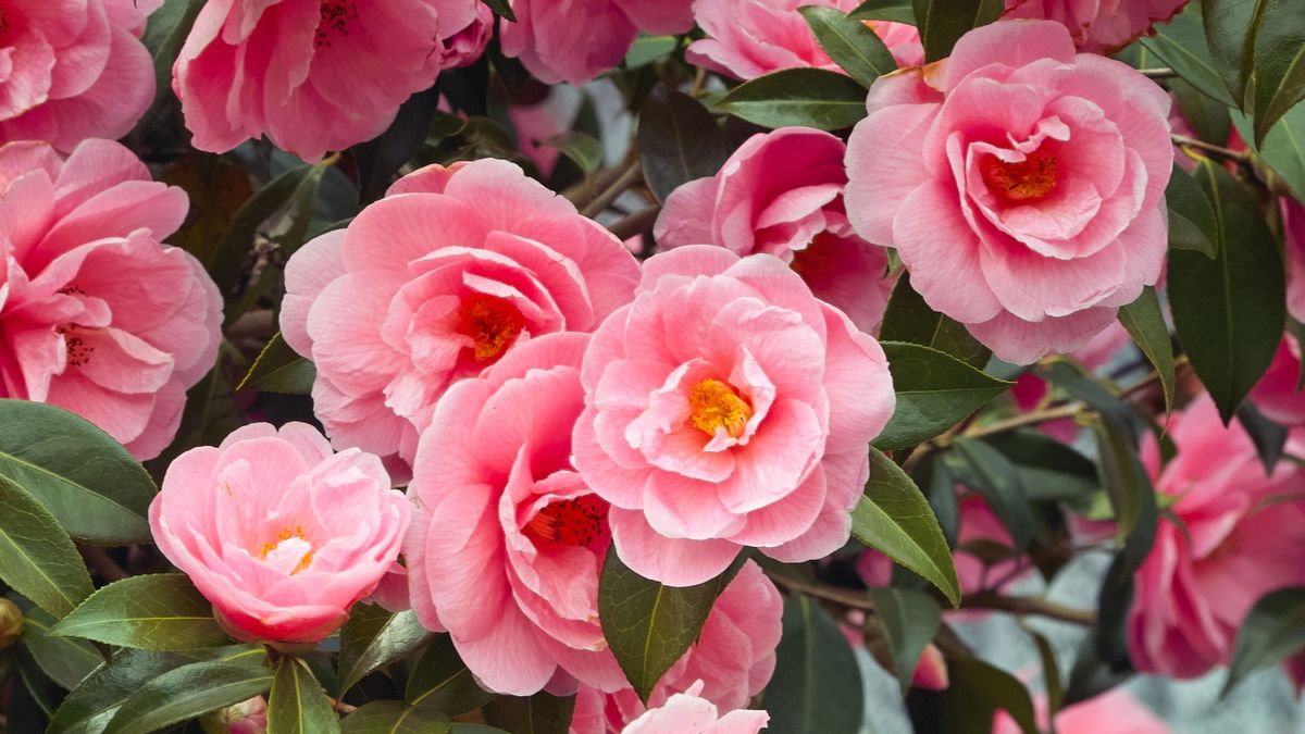 Beautiful,Vibrant,Pink,Japanese,Camellia,Flowers,Of,(camelia,Japonica)