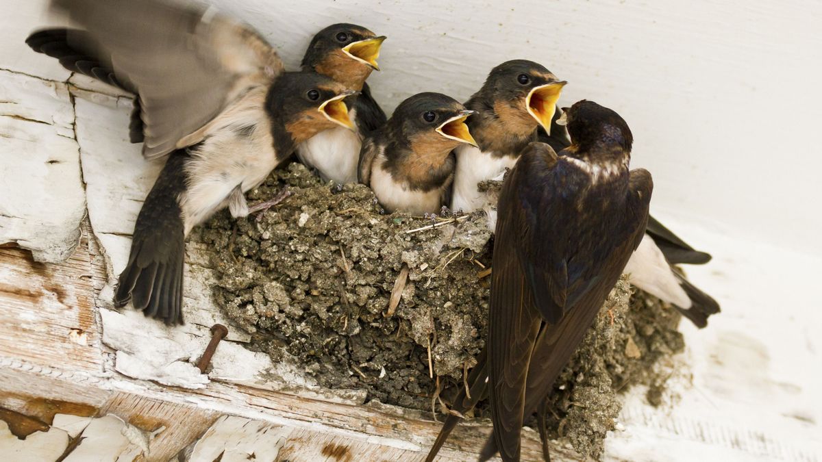 Feed,Me!,Demanding,Swallow,Chicks,Begging,For,Food
