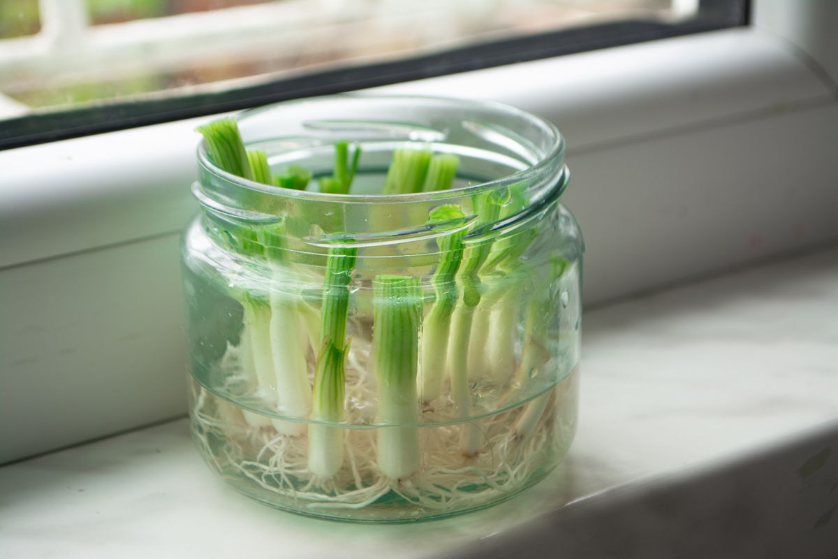 Growing,Green,Onions,Scallions,From,Scraps,By,Propagating,In,Water