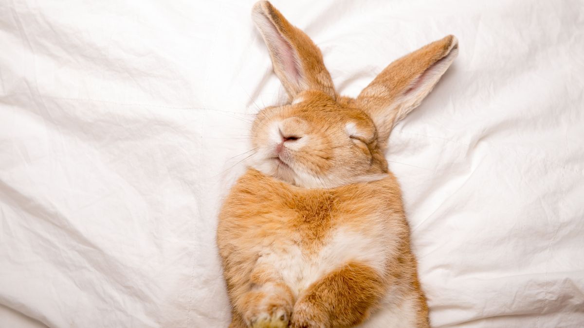 Funny,Rabbit,Sleeps,On,White,Blanket,In,The,Bed.,Easter