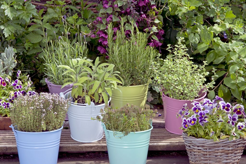 Mix,Of,Herbs,In,Colored,Buckets,In,Garden