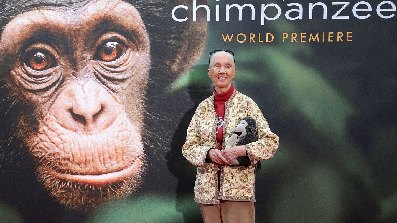 World Premiere Of "Chimpanzee" at Disney World Orlando
Jane Goodall 