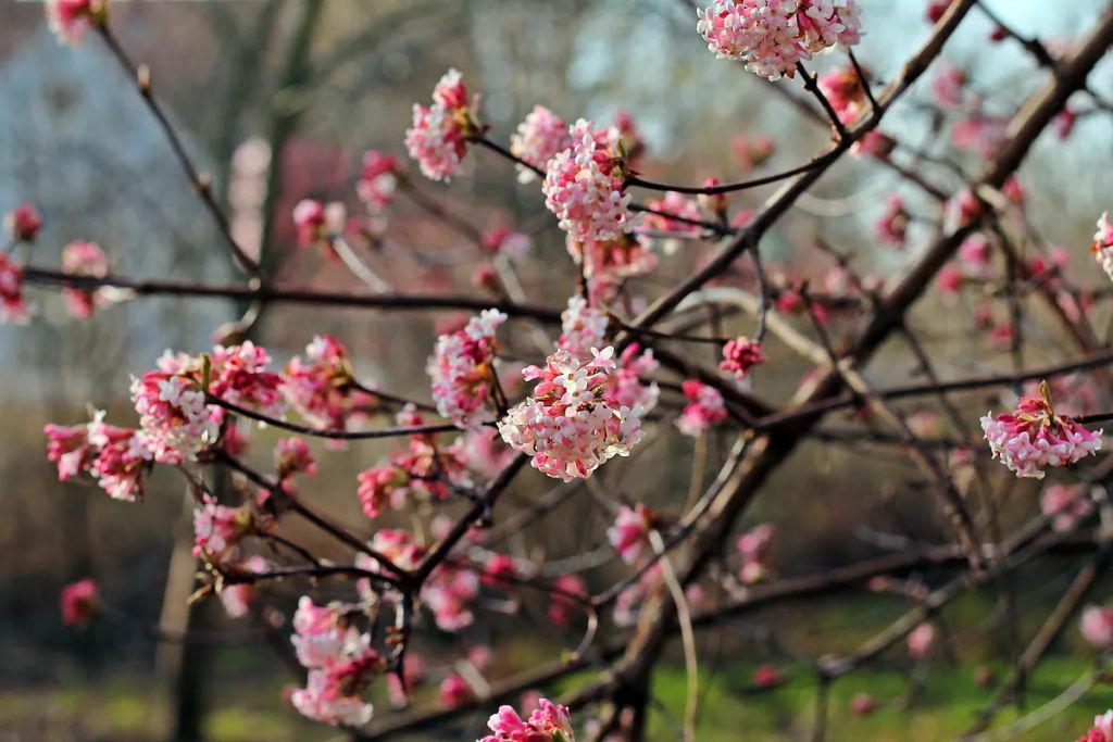 Viburnum,Bodnantense,Flower.,Blooming,In,January.,Ornamental,Shrub.