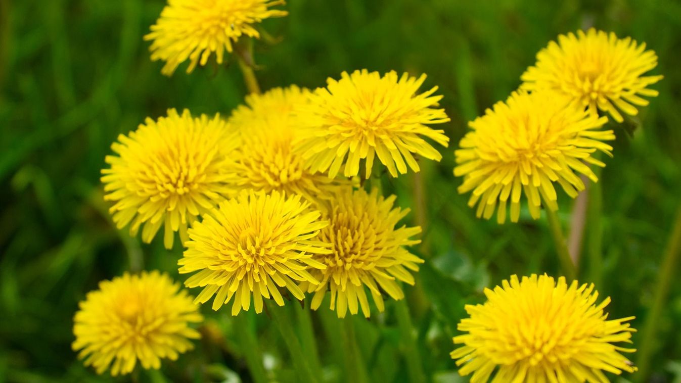 Yellow,Dandelions,(taraxacum,Officinale),In,Green,Grass.,Close,Up