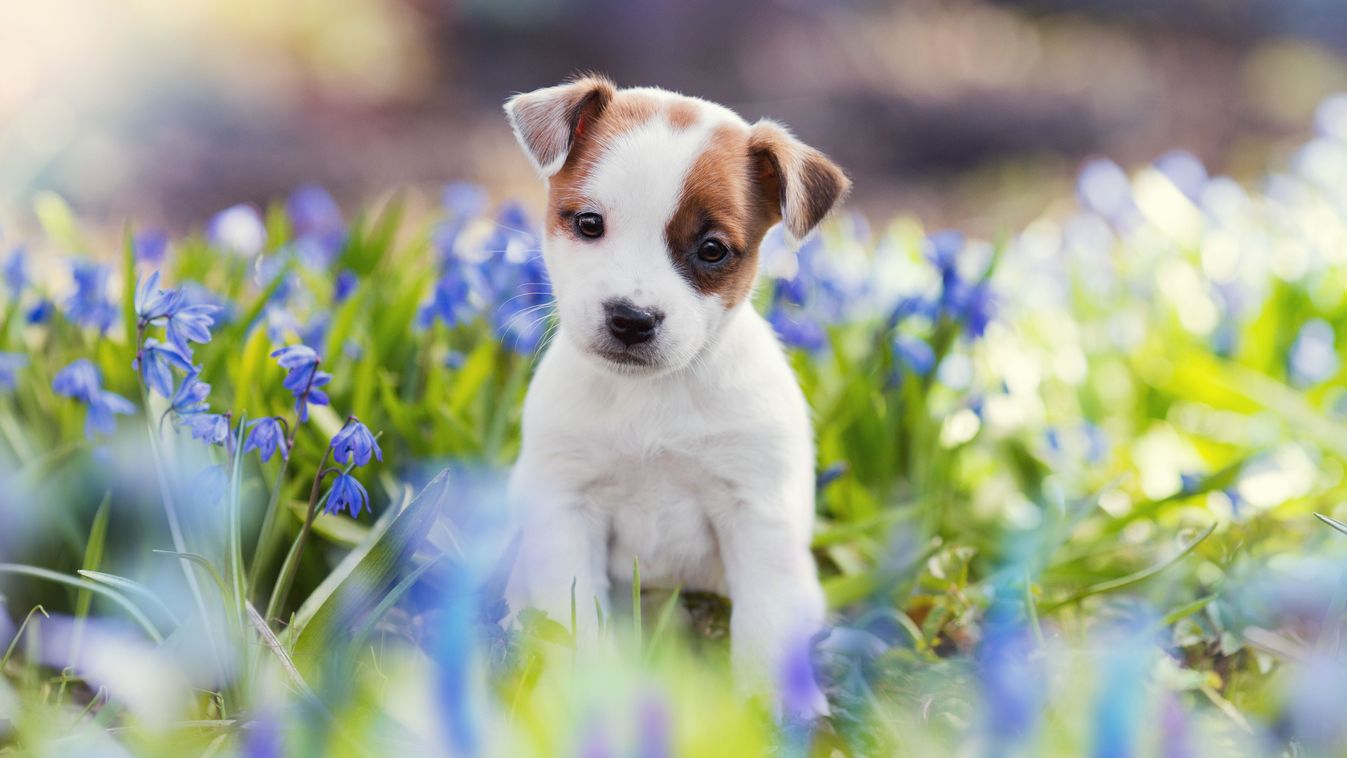 White,Jack,Russell,Terrier,Puppy