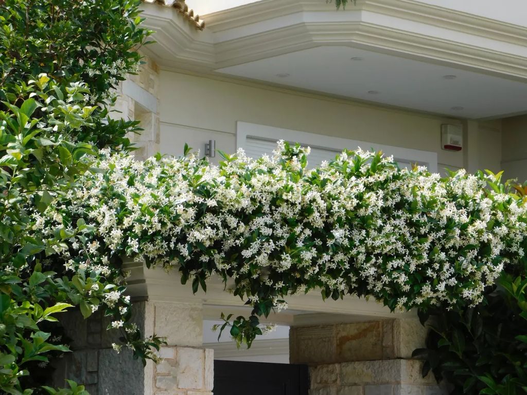 Blooming,Southern,Jasmine,,Or,Rhynchospermum,Jasminoides,,Vine,over,A,Door