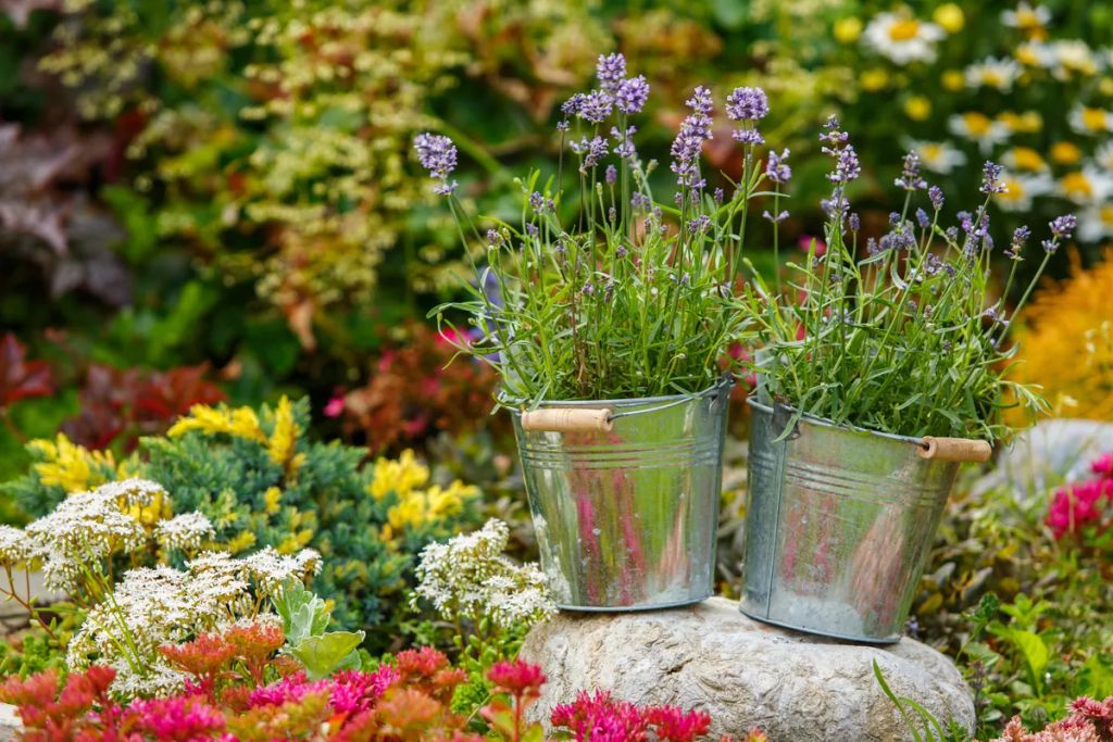 Outdoor,Decor,With,Lavender,Plants,In,Decorative,Metal,Pots,Standing