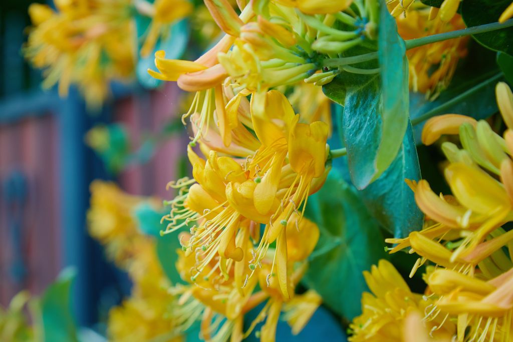 Blooming,Yellow,Honeysuckle,Bush.,Flowering,White-yellow,Honeysuckle(woodbine).,Lonicera,Japonica,,Known