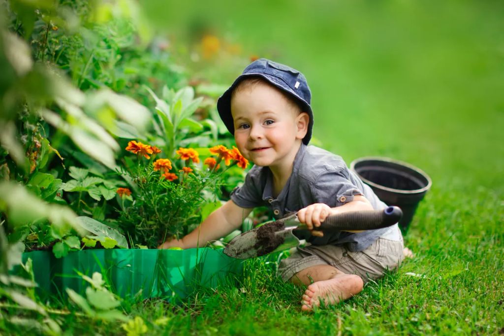 Child,Boy,Toddler,In,Hat,Transplanted,Marigolds,Flowers,From,A