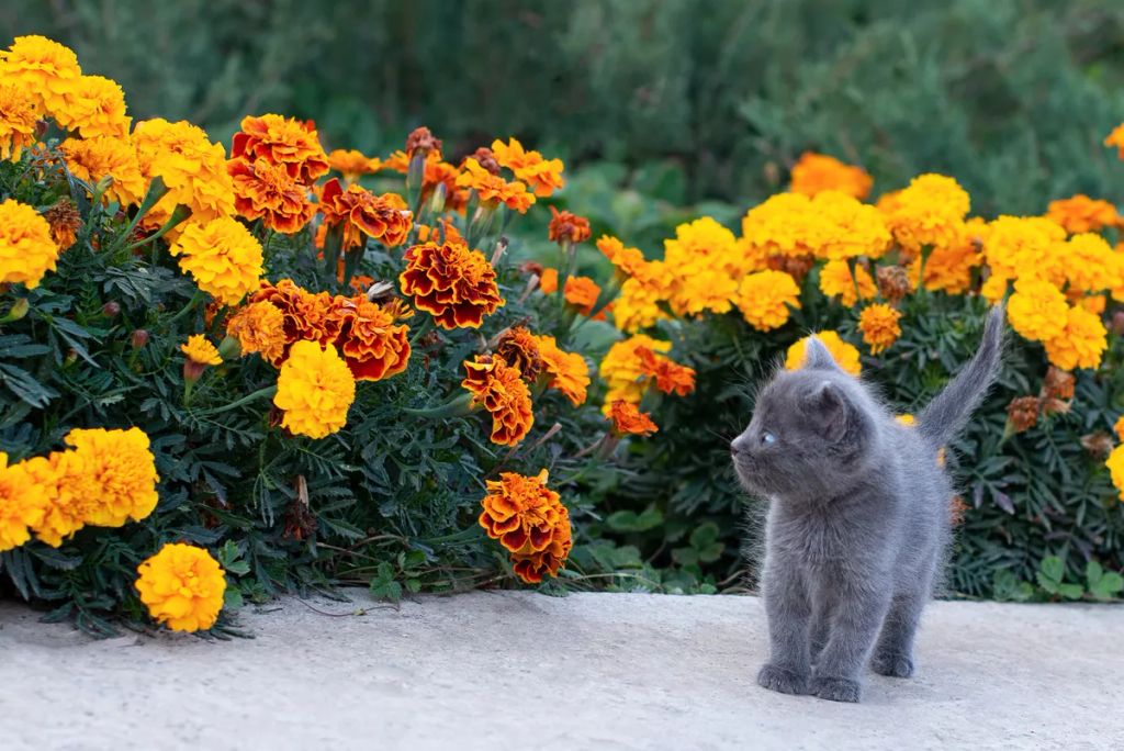 Little,Gray,Kitten,Of,One,Month,Old,In,The,Garden.