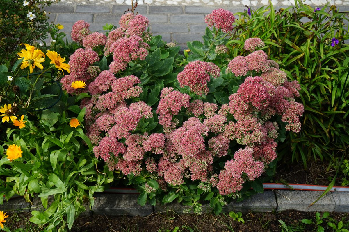 Hylotelephium,Spectabile,Blooms,In,Autumn.,Hylotelephium,Spectabile,,Syn.,Sedum,Spectabile,