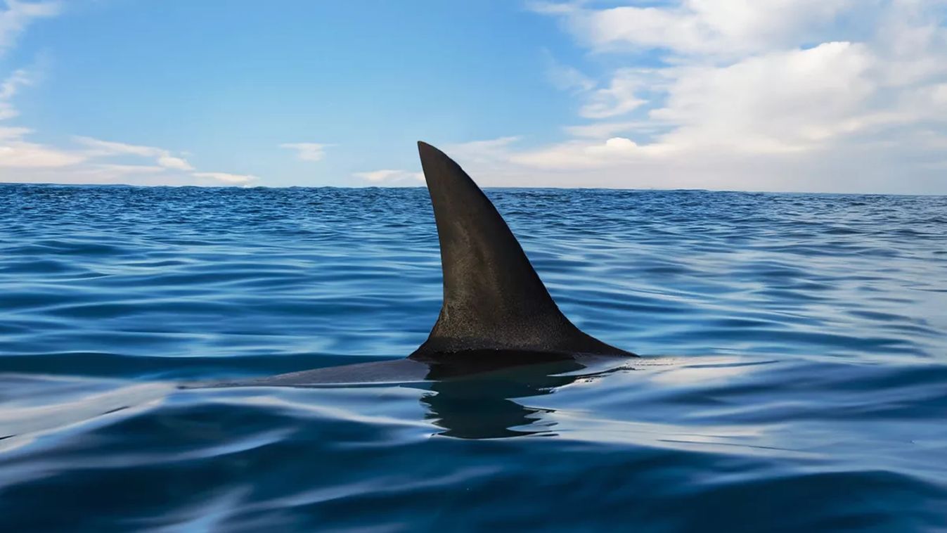 Shark,Fin,On,Ocean,Surface,In,Cloudy,Clear,Sky