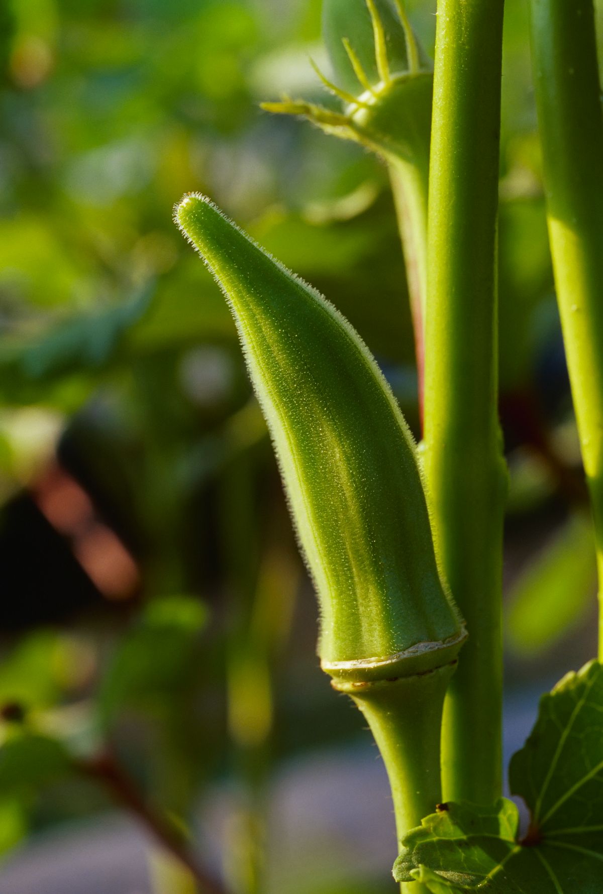 okra növény