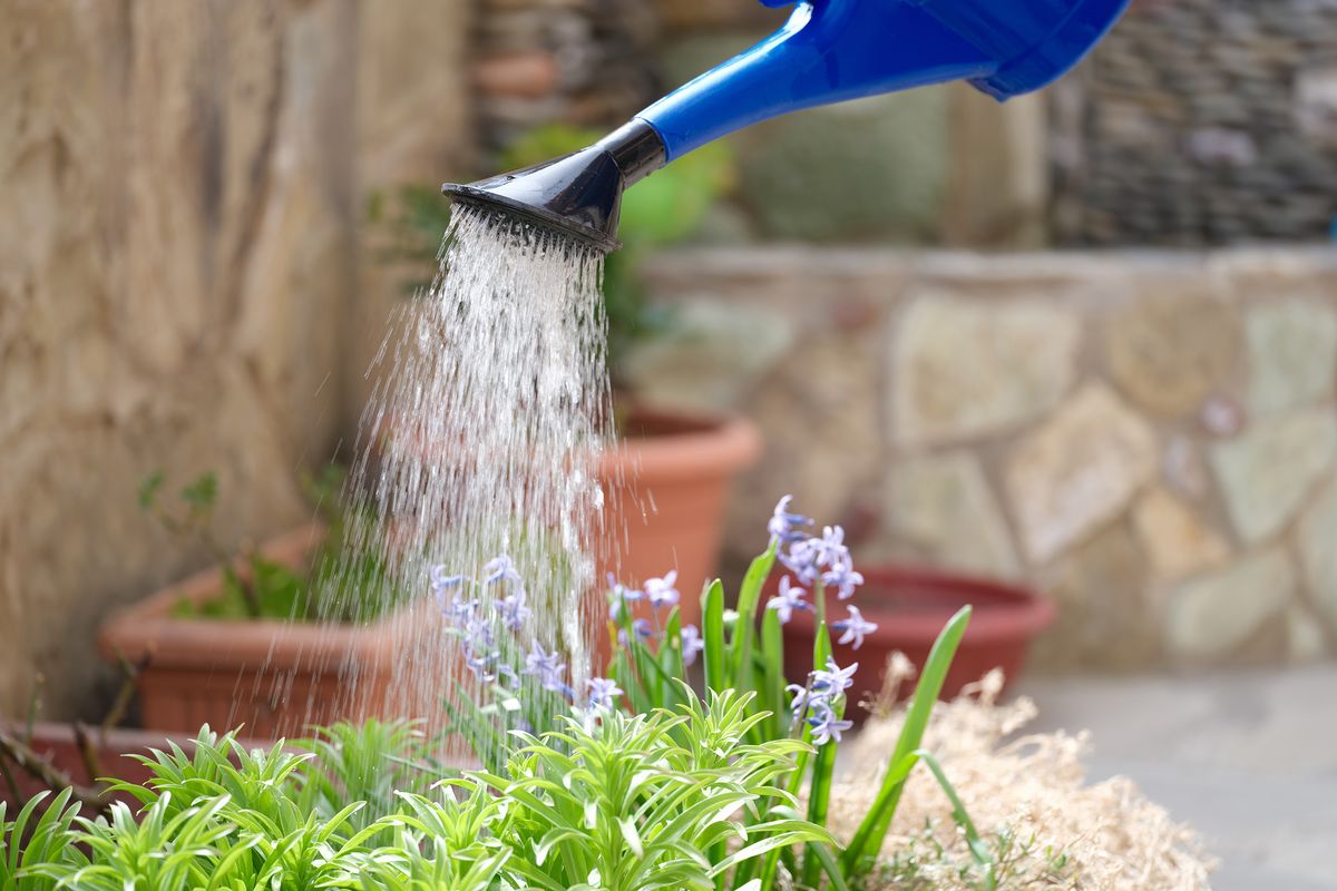 Woman,Watering,Beautiful,Flowering,Plant,Flowers,Garden,Closeup