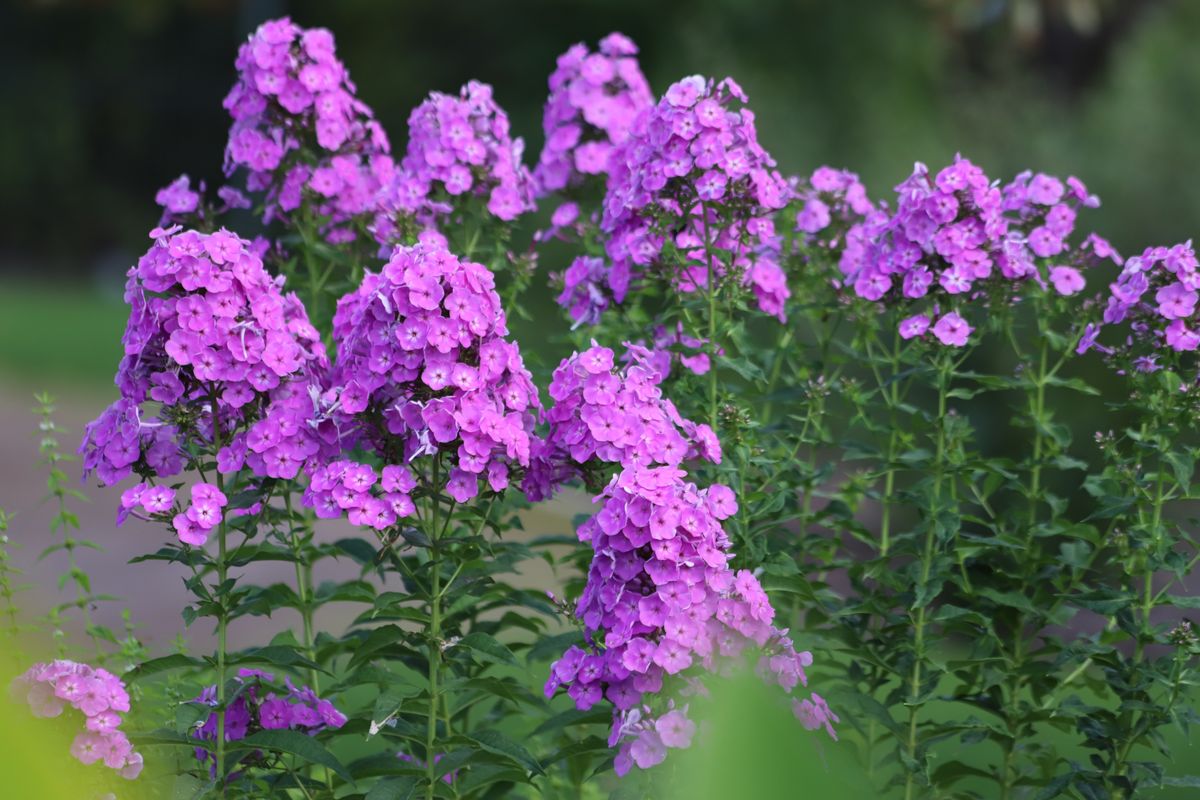 Garden,Phlox,Paniculata,,Creeping,Phlox,Subulata,,Also,Known,As,The