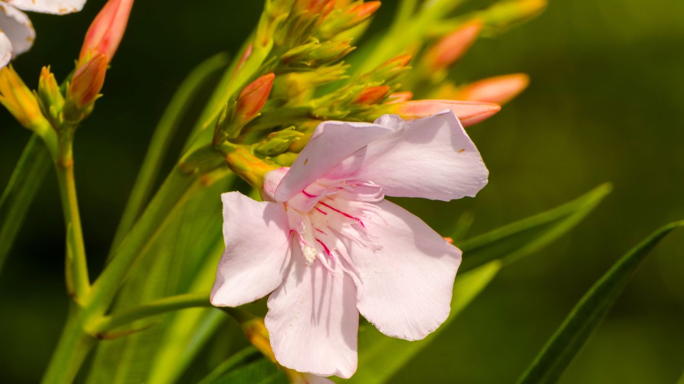 Pink,Leander,,Its,Scientific,Name,Is,Nerium,Oleander leander