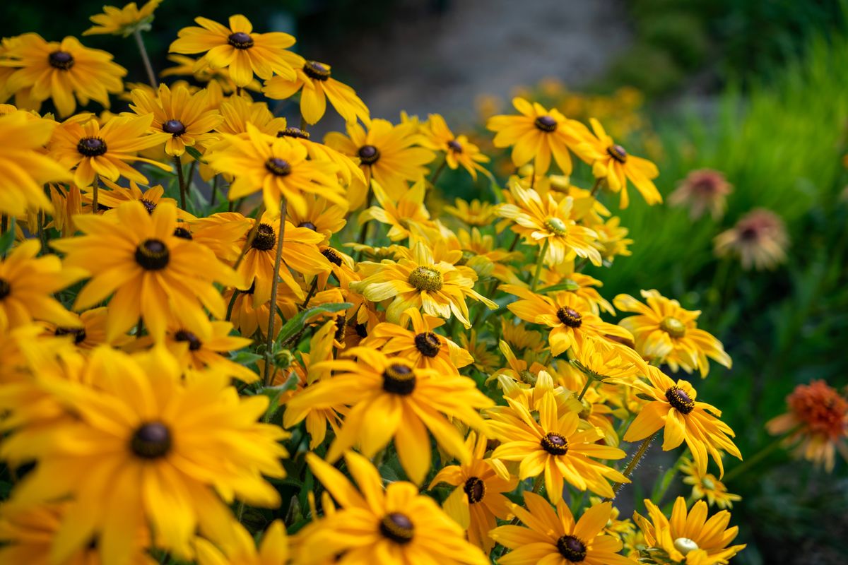 Rudbeckia,Is,Also,Known,As,Black-eyed,Susan,Or,Orange,Coneflower.