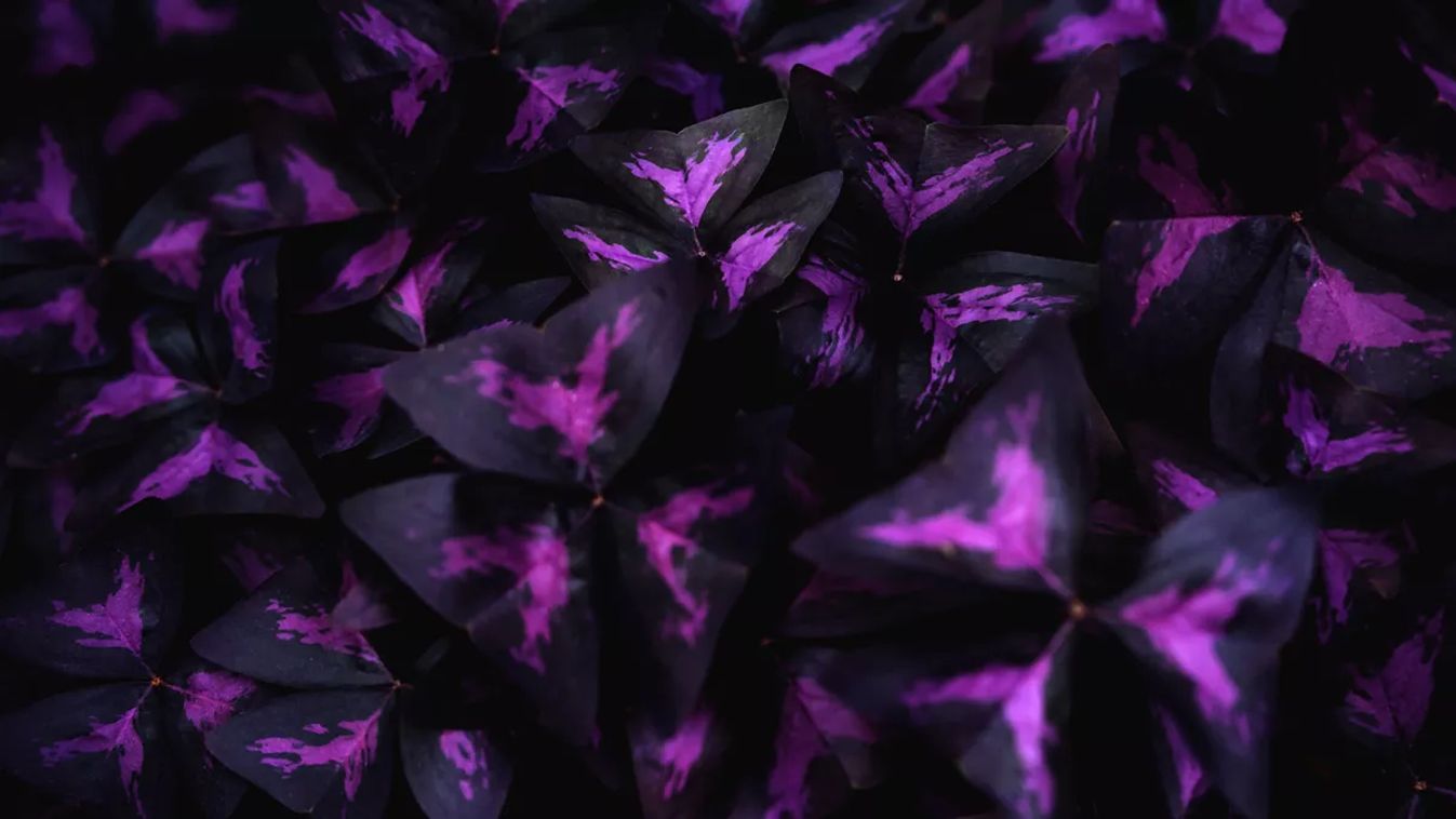 Flower,Oxalis,Triangularis,.purple,Shamrock.,Background,Of,Fresh,Leaves.