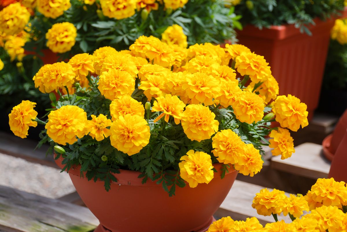 Tagetes,Patula,French,Marigold,In,Bloom,,Yellow,Flowers,,Green,Leaves,