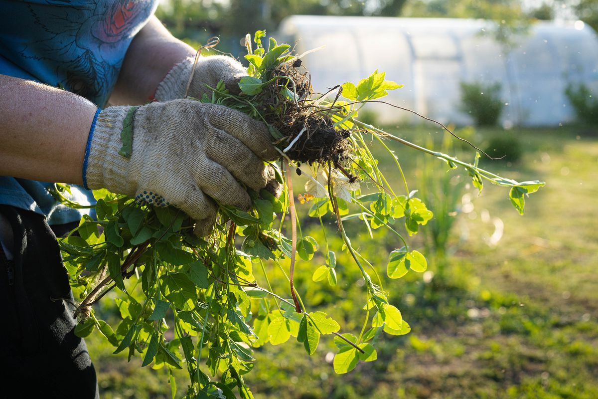 Removal,Of,Weeds,In,The,Garden,,Getting,Rid,Of,Weeds