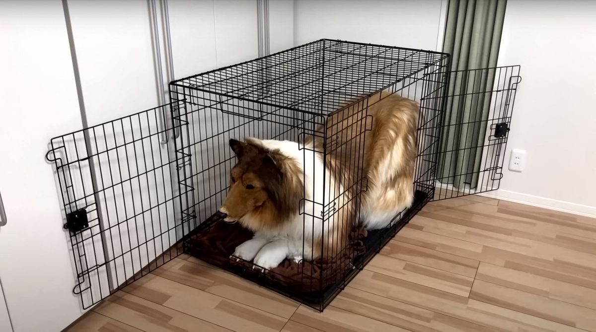 Man wearing $15,000 ultra-realistic Border Collie costume is locked in dog crate, plays with rope toys and gets belly rubs as he enjoys life as a dog