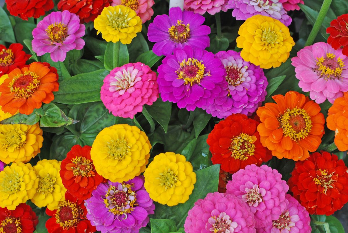 Flowers,Zinnia,Elegans.,Color,Nature,Background.