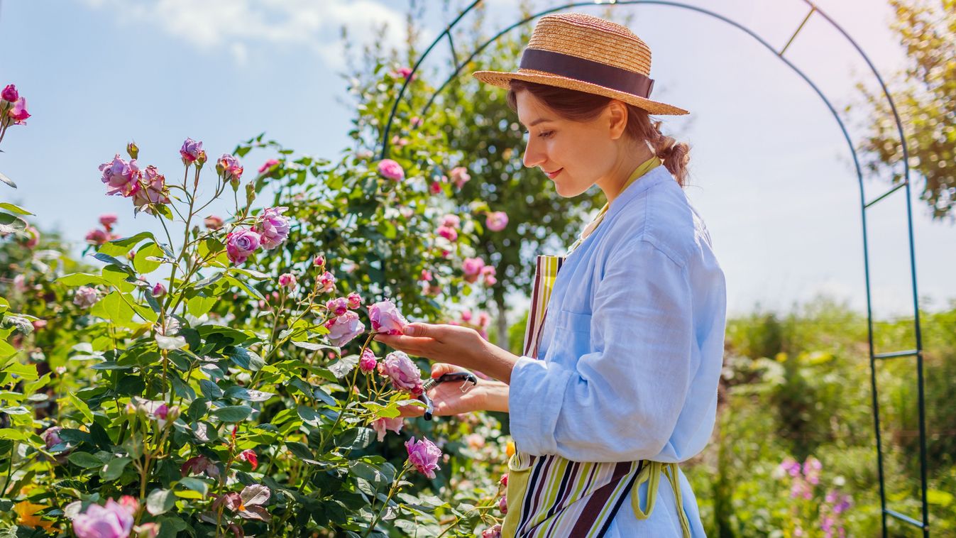 Young,Happy,Gardener,Enjoys,Blooming,Roses,Flowers,In,Summer,Garden.