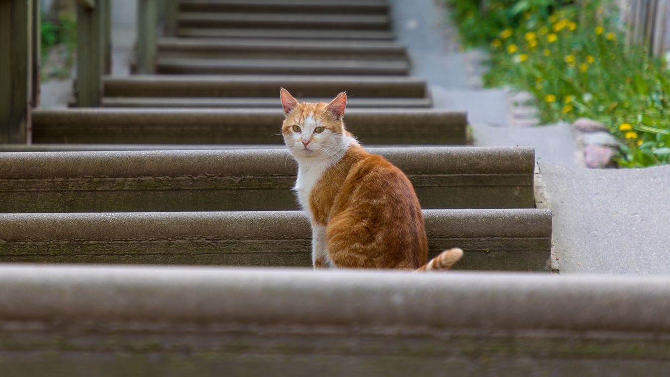 macska, cica, lépcső