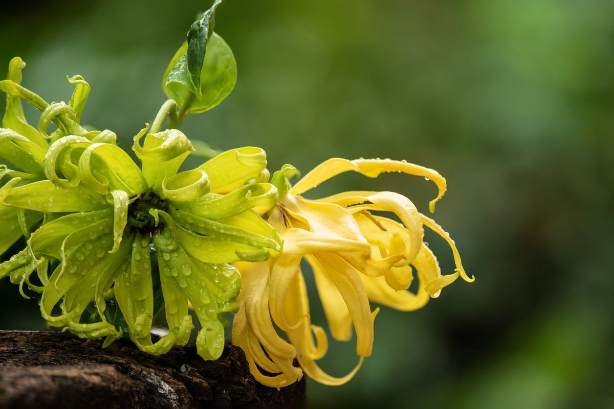 Ylang,Ylang,Or,Cananga,Odorata,Flowers,On,Nature,Background.