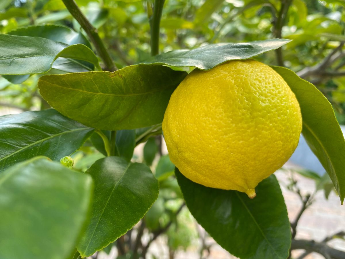 Fruits,Of,The,Bergamot,Orange,,(citrus,X,Bergamia),,Bergamotte,Or