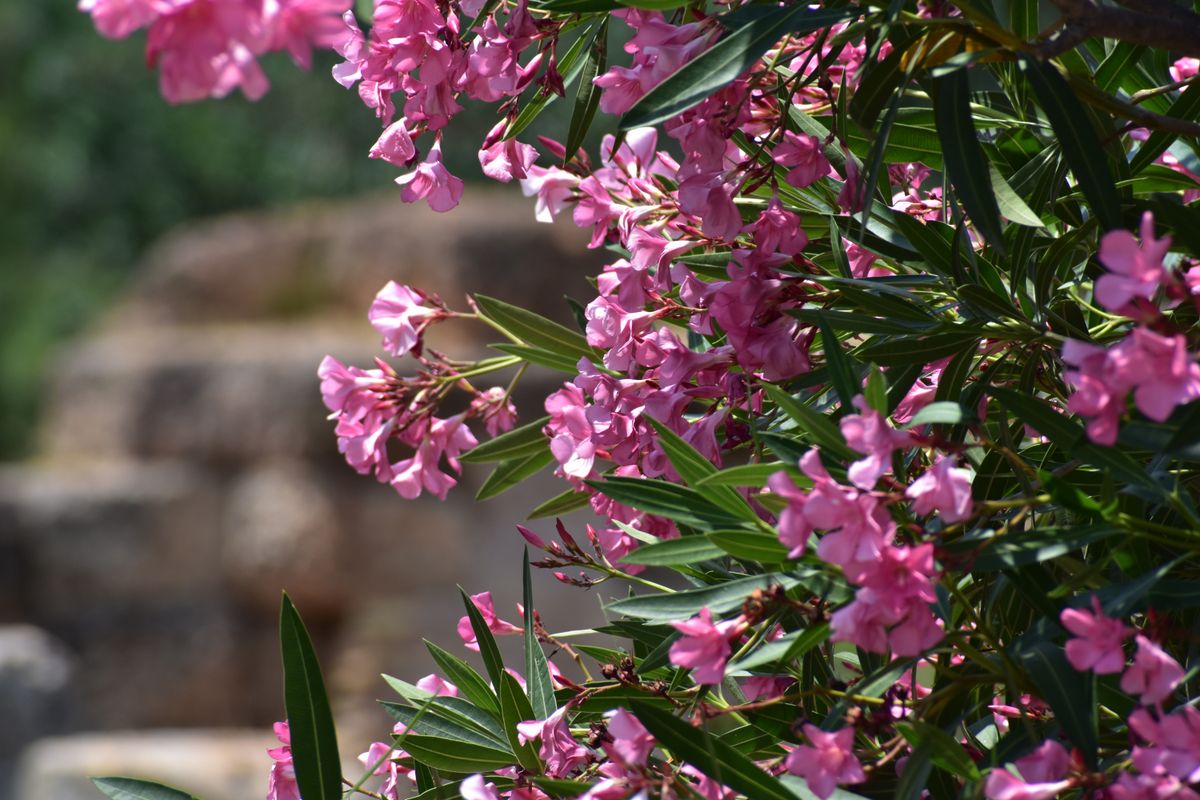 Oleander,In,A,Park,In,Athens,,Greece