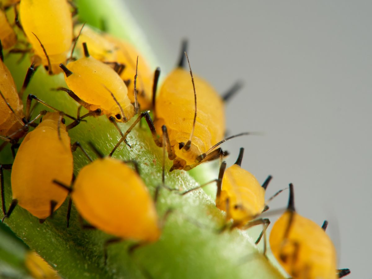 Pulgón,Amarillo.,Oleander,Aphid,Or,Milkweed,Aphid.,Aphis,Nerii