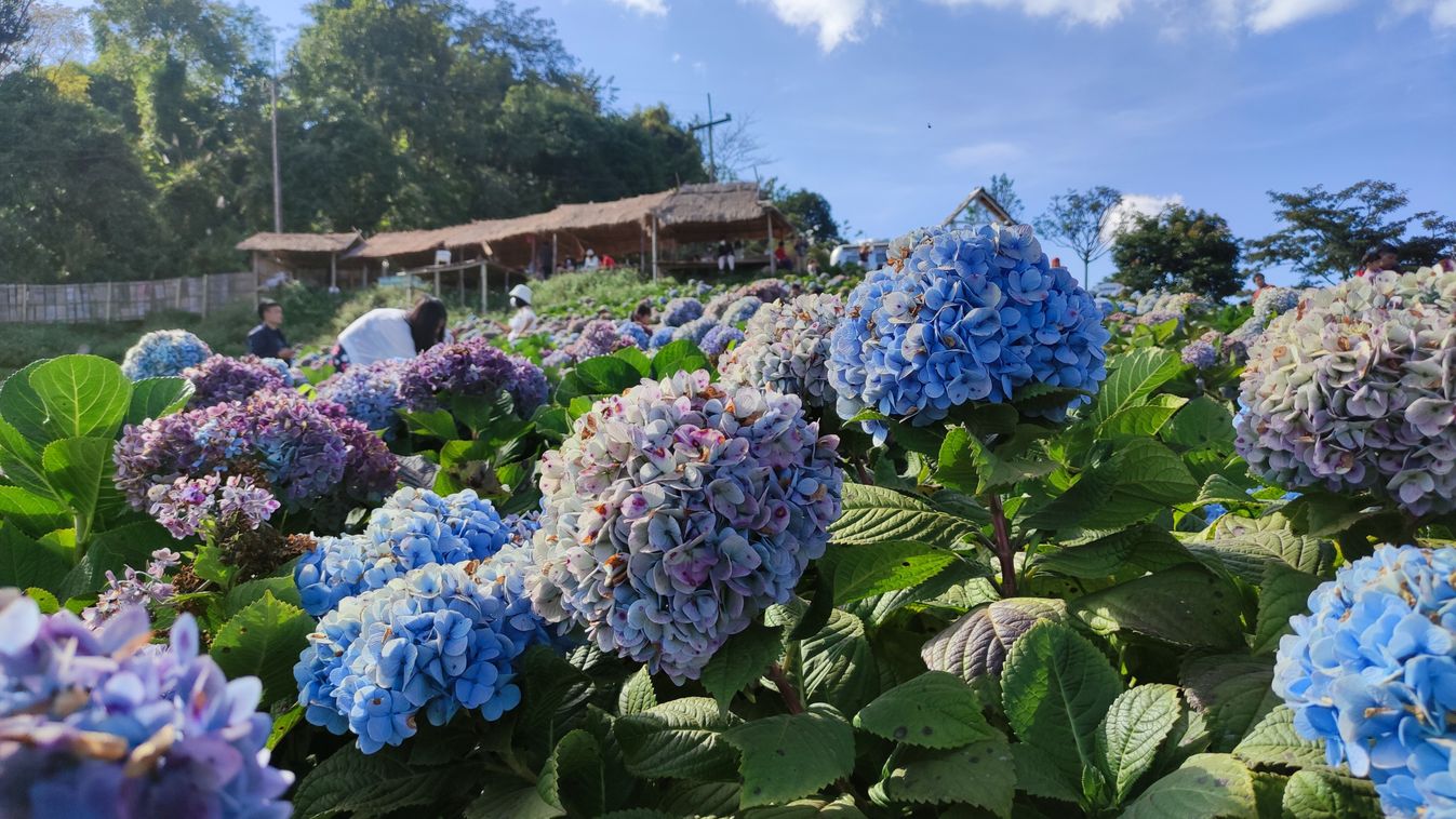 Pink,,Blue,,Lilac,,Violet,,Purple,Hydrangea,Flower,(hydrangea,Macrophylla),Blooming