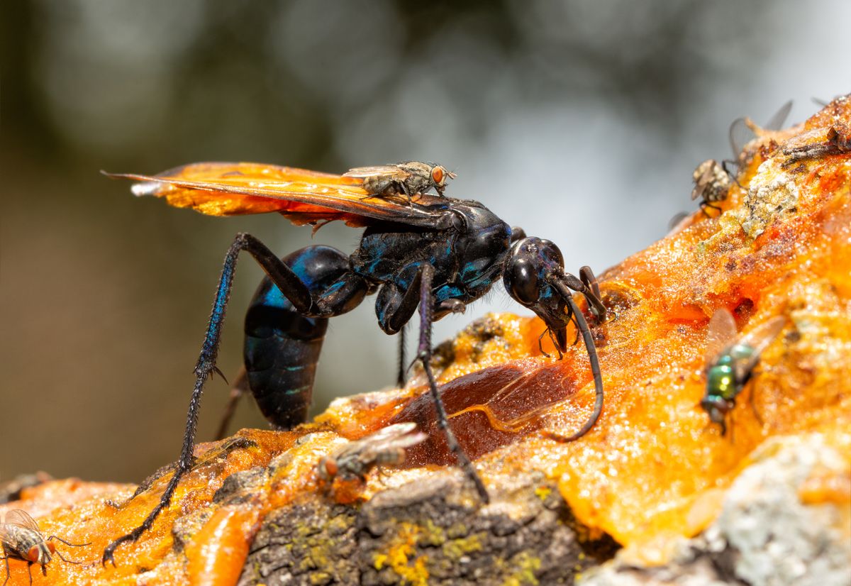 Tarantula darázs