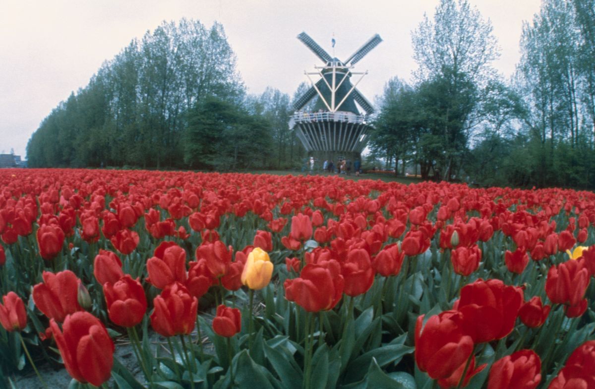 Érintetlen úti célok Európában: a holland tulipánmezők tökéletes helyszínt biztosítanak egy nyugodt kiránduláshoz