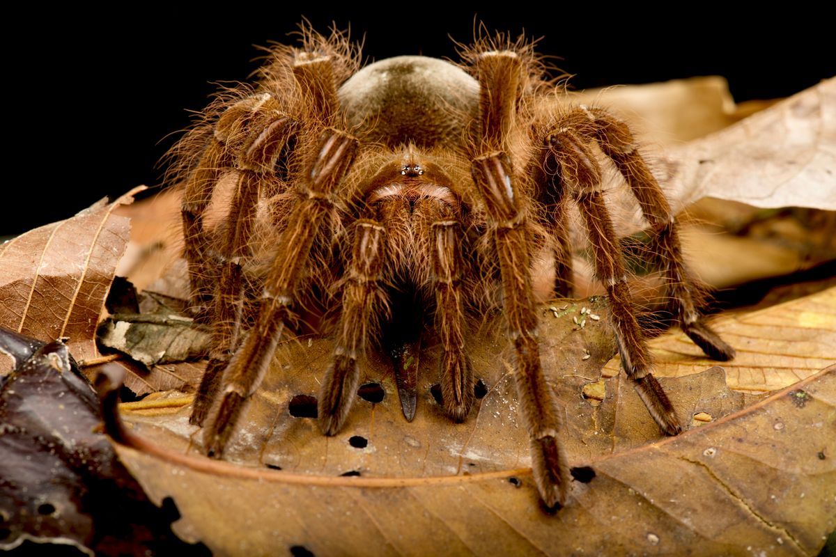 Góliát madárpók (theraphosa,Blondi)