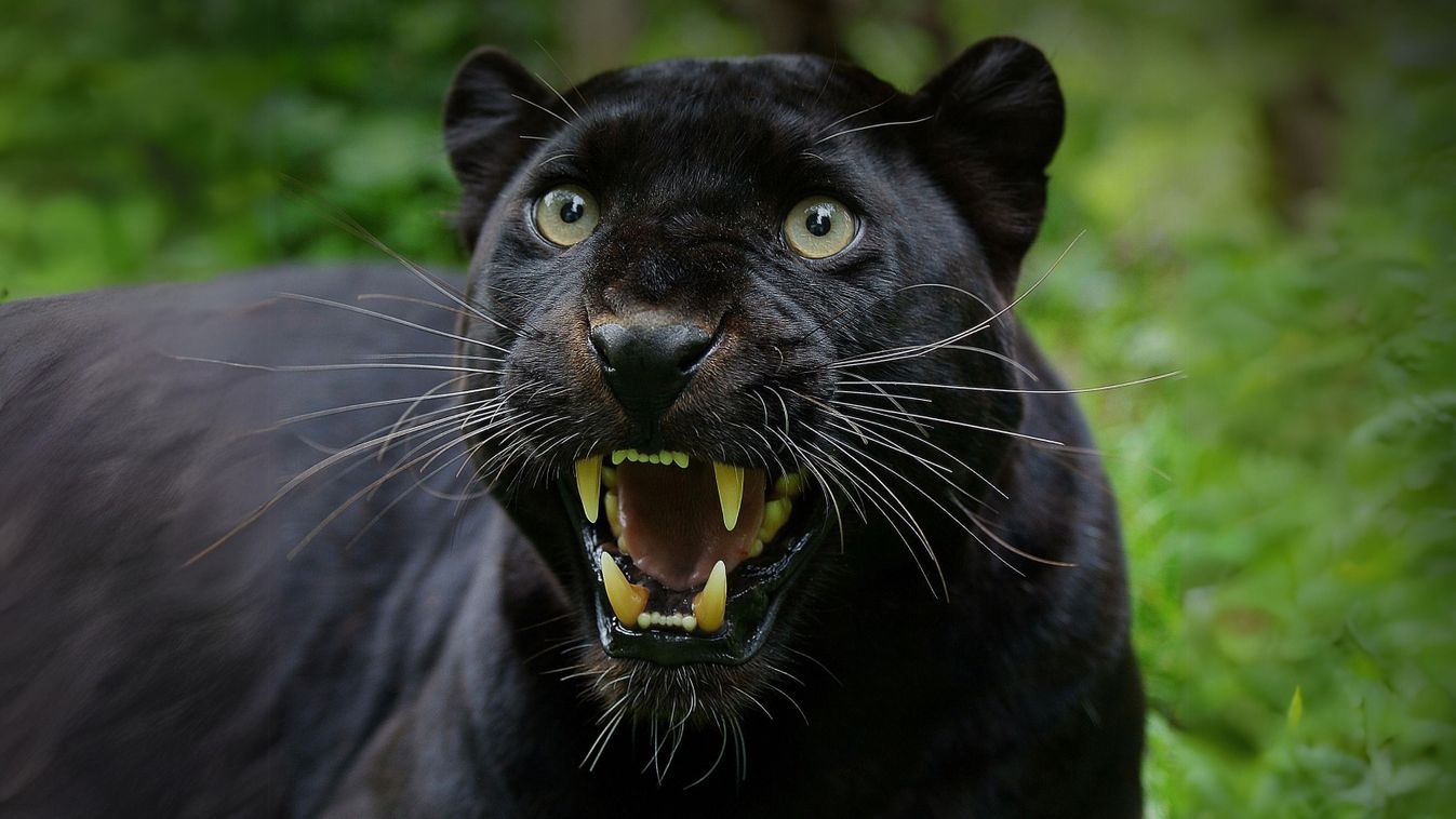 Beautiful,Black,Jaguar,Face,Closeup,,Black,Jaguar,,Black,Panther,,Black