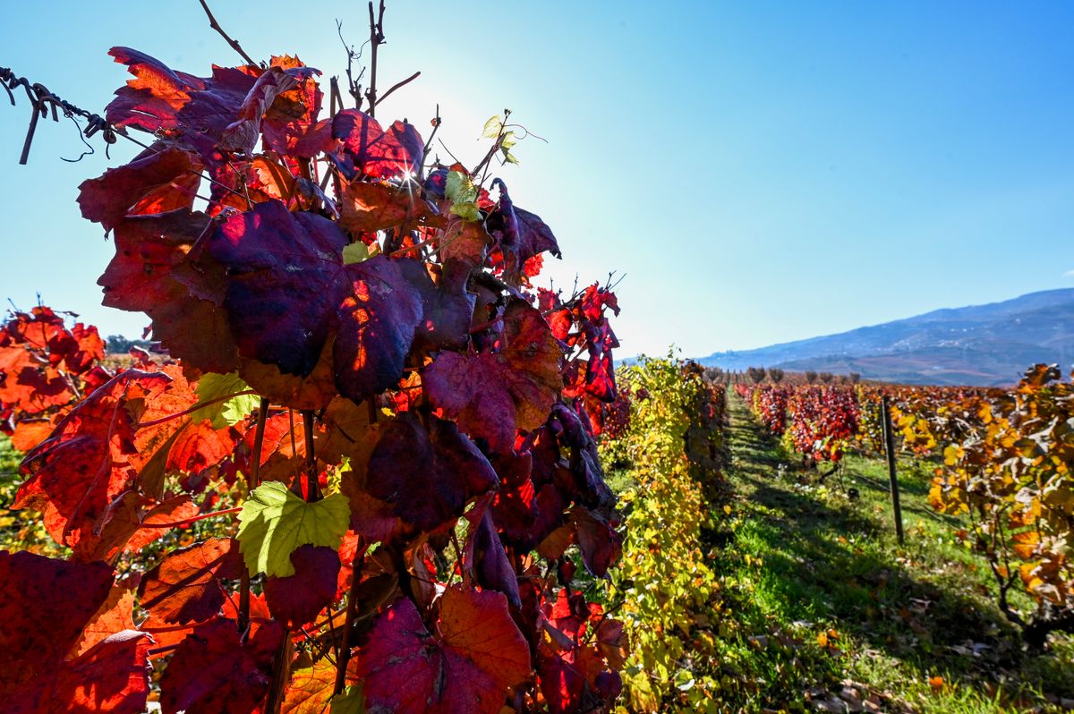 Wine Tourism Thrives In Portugal In Spite Of COVID-19 Pandemic - portugál szőlőültetvények