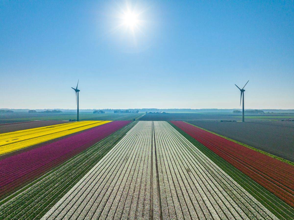 Tulips Growing in Agricultural Fields during Springtime - Holland tulipánmező