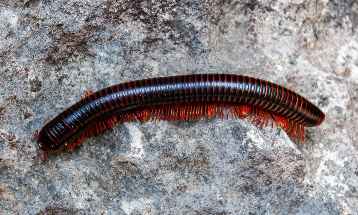 Archispirostreptus,Gigas,,A,Large,Centipede,Widespread,In,Africa.
Afrikai óriás ezerlábú