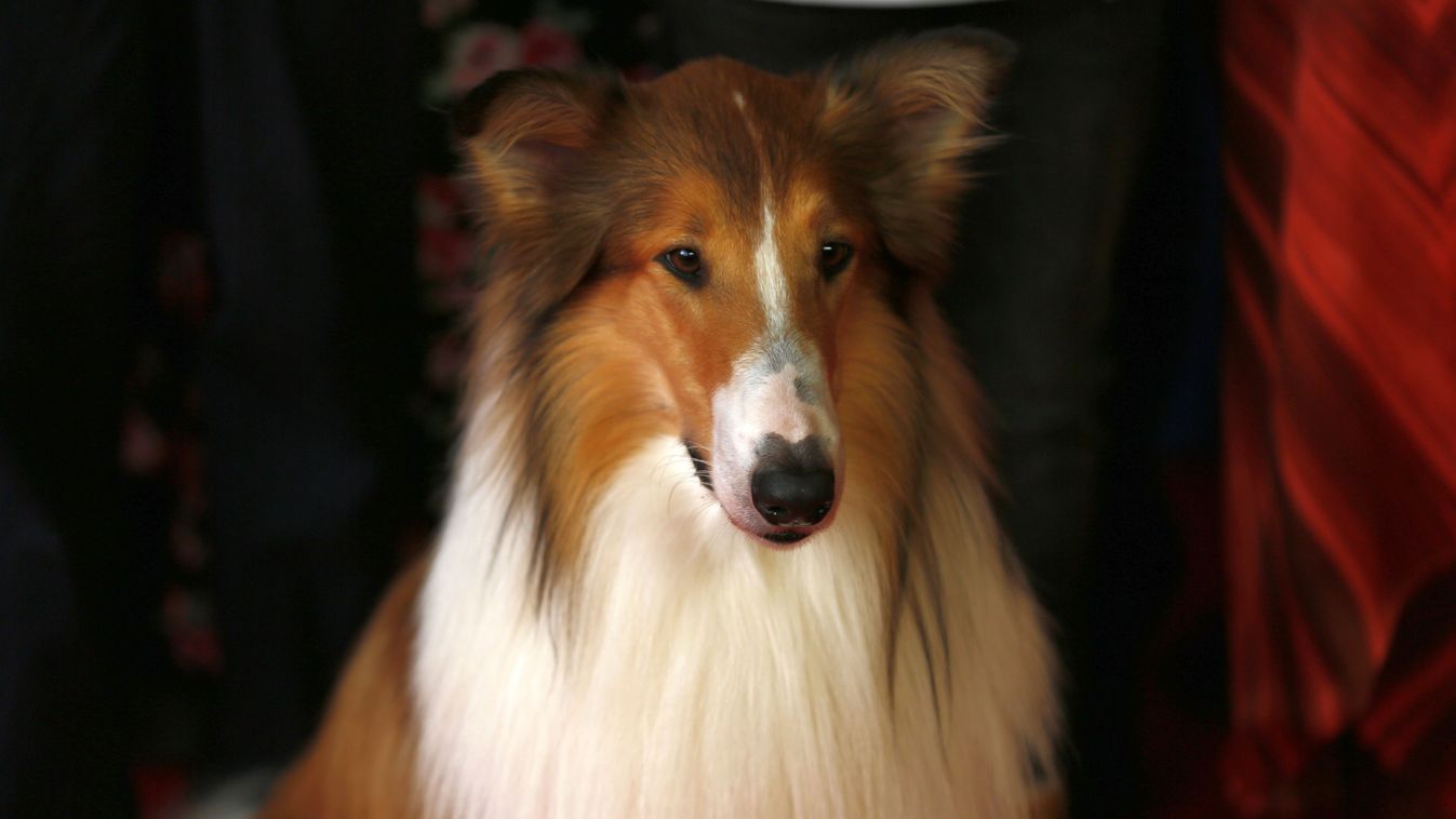 Germany: World premiere of LASSIE