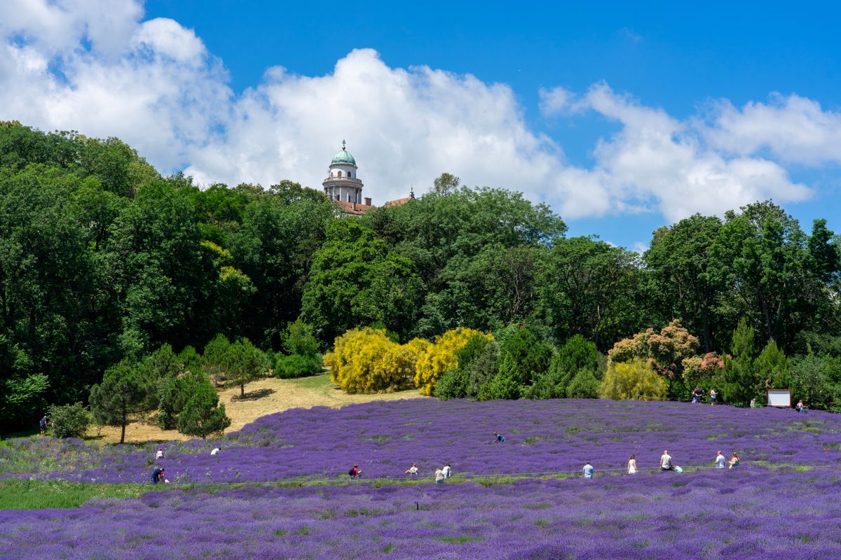 Lavender,Festival,In,Pannonhalma,Hungary,Next,To,The,Abbey,Beautiful