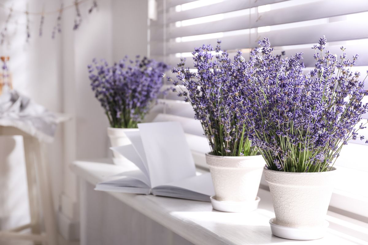 Beautiful,Lavender,Flowers,And,Book,On,Window,Sill,Indoors.,Space