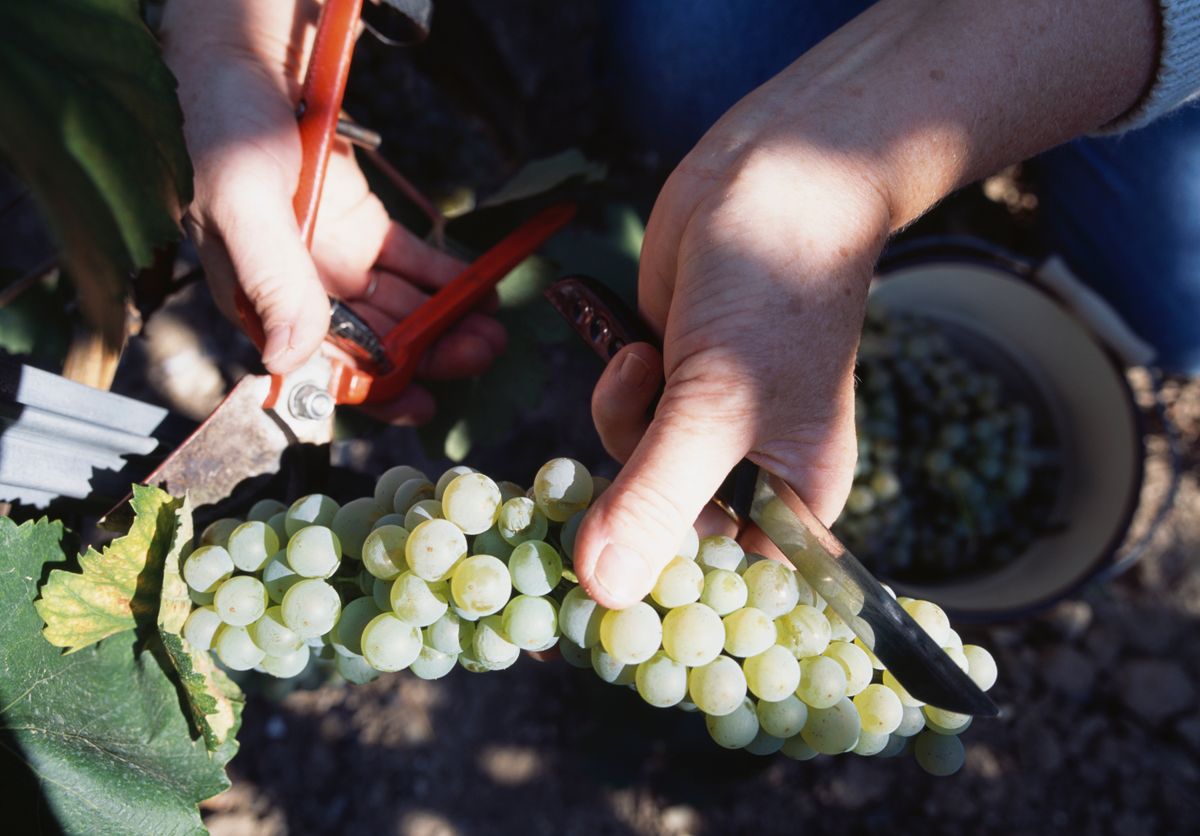 Wine grapes harvest (vintage), borvidék, szüret